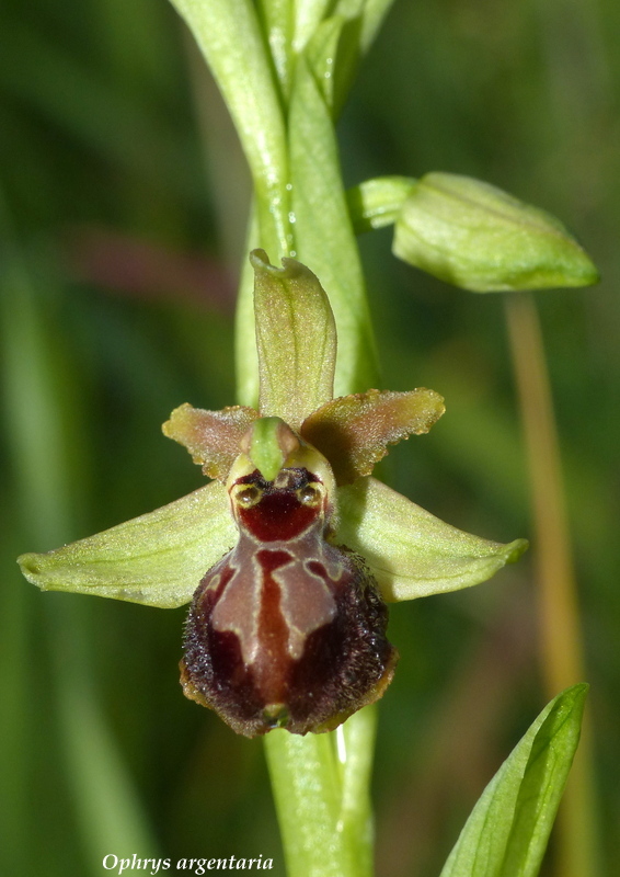 Ophrys montis-leonis sulla costa tirrenica laziale e sugli Aurunci  marzo 2024